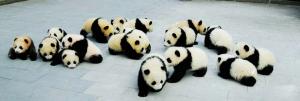 a group of panda babies